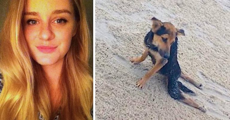 Community Rejects Help To Paralyzed Dog Until A Model On Vacation Sees Him Dragging Along The Beach
