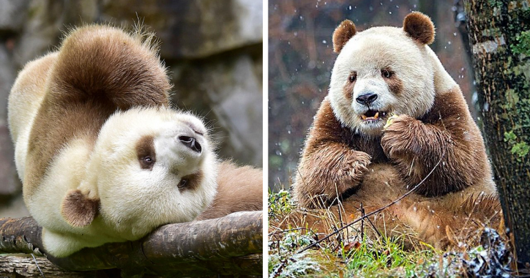 The Only One Brown Panda In The World Who Was Abandoned As A Baby Finally Finds Happiness