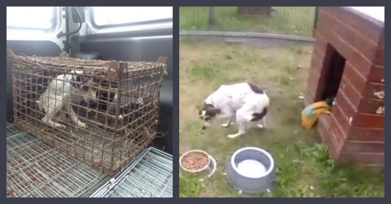 Dog Living In A Rust Box Gets Emotional When She Touches Grass For The First Time