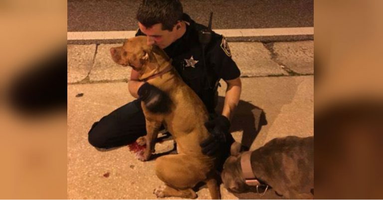 Cop Kneels In Street At Dawn To Comfort Abandoned Pit Bulls