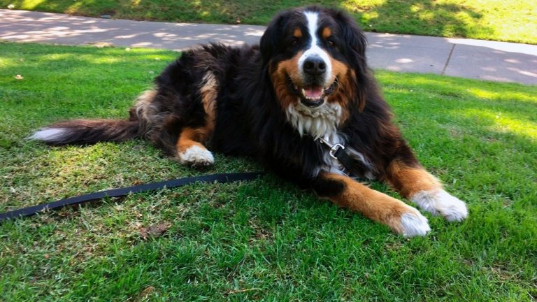 A Family dog is discovered alive and well from California wildfires