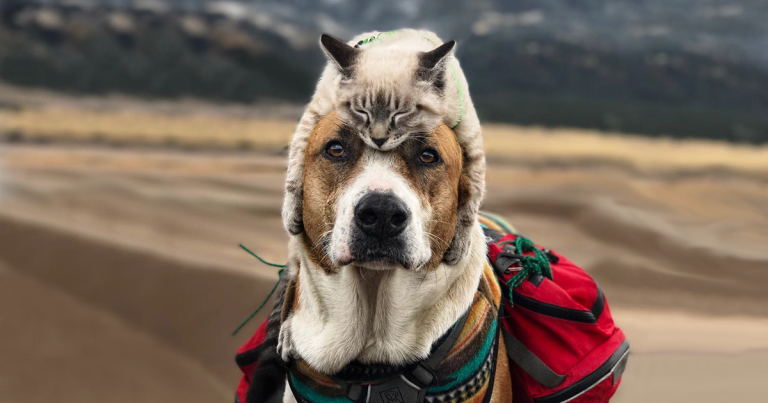 This Cat And Dog Love Travelling Together, And Their Pictures Are Absolutely Epic