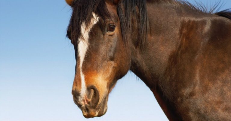 Horses Can Read Negative Emotions in Humans