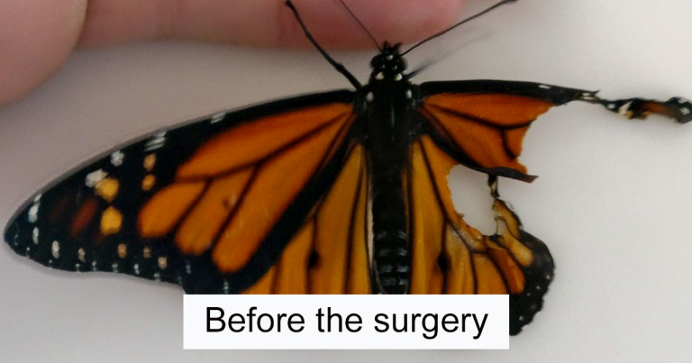 Woman Conducts Surgical Procedure On Monarch Butterfly With Damaged Wing, The Following Day It Surprises Her In The Most Awesome Way