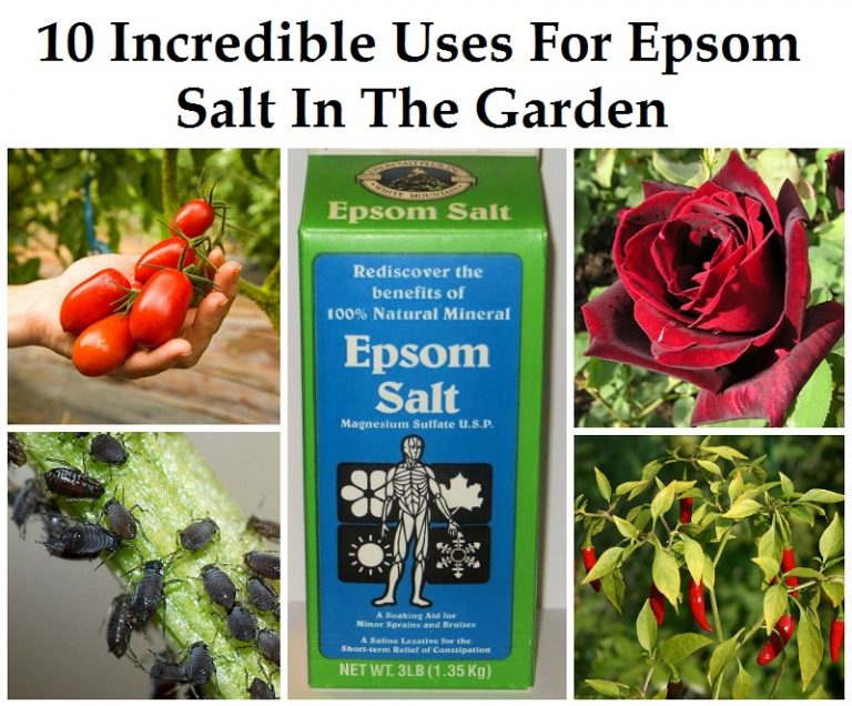 10 Excellent Epsom Salt Uses For Plants & The Garden