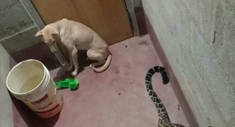 Dog and Leopard Get Trapped In Bathroom For 7 Hours